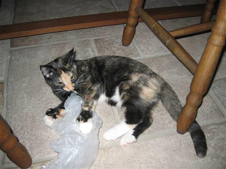 Huskat Mulli billede 2