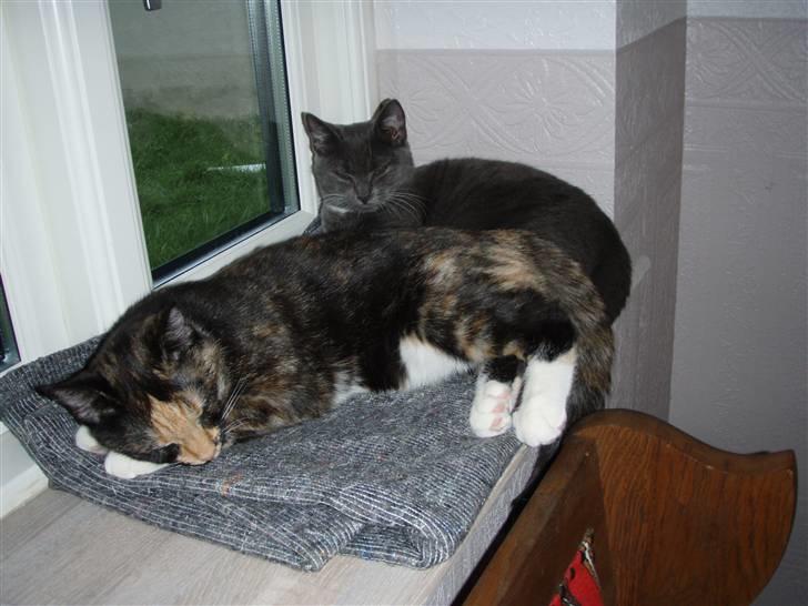 Huskat Mulli billede 3