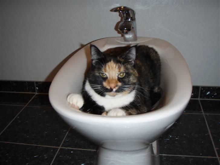 Huskat Mulli billede 4