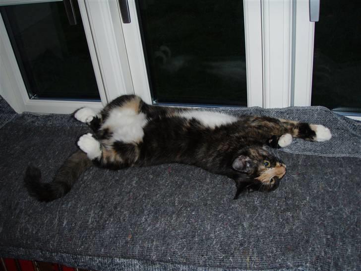 Huskat Mulli billede 5