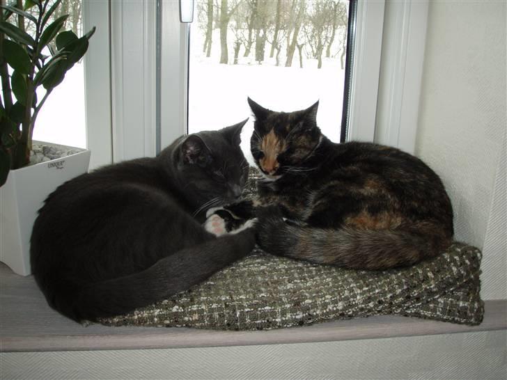 Huskat Mulli billede 6