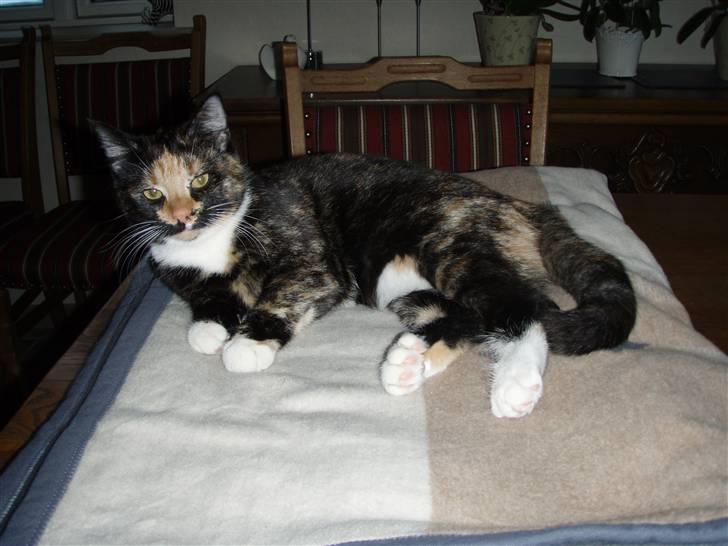 Huskat Mulli billede 7