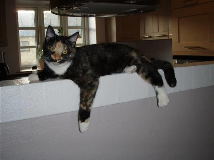 Huskat Mulli billede 8