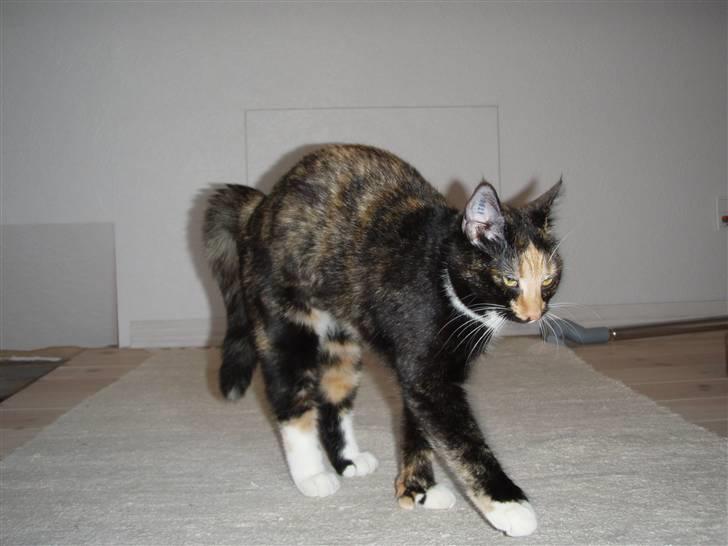 Huskat Mulli billede 9