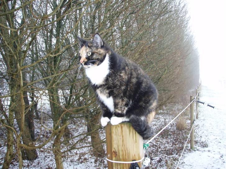 Huskat Mulli billede 10