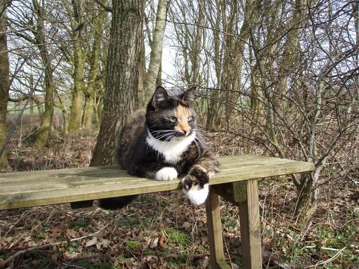 Huskat Mulli billede 11