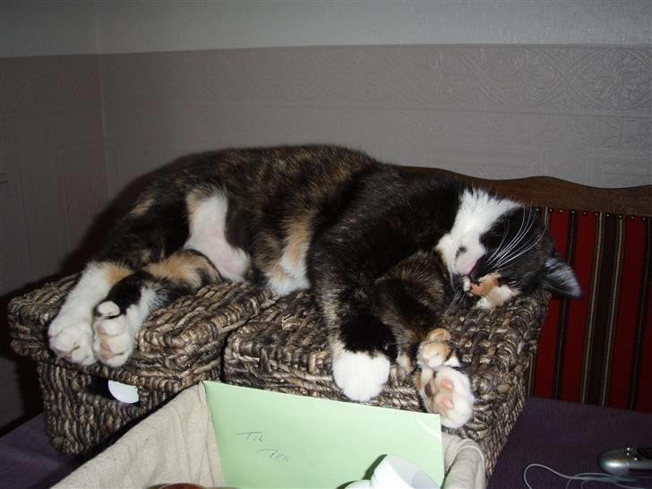 Huskat Mulli billede 12