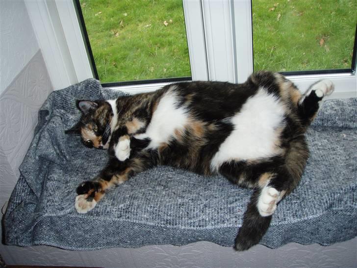 Huskat Mulli billede 13