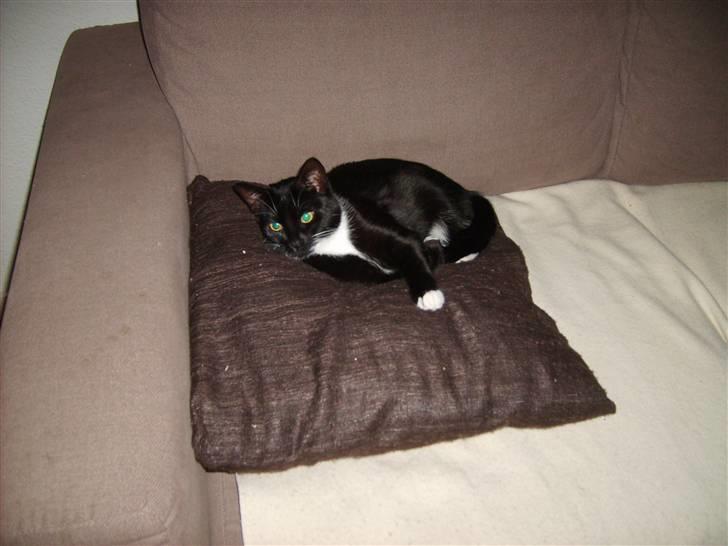 Huskat Lady billede 13