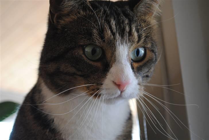 Huskat Tvist billede 8