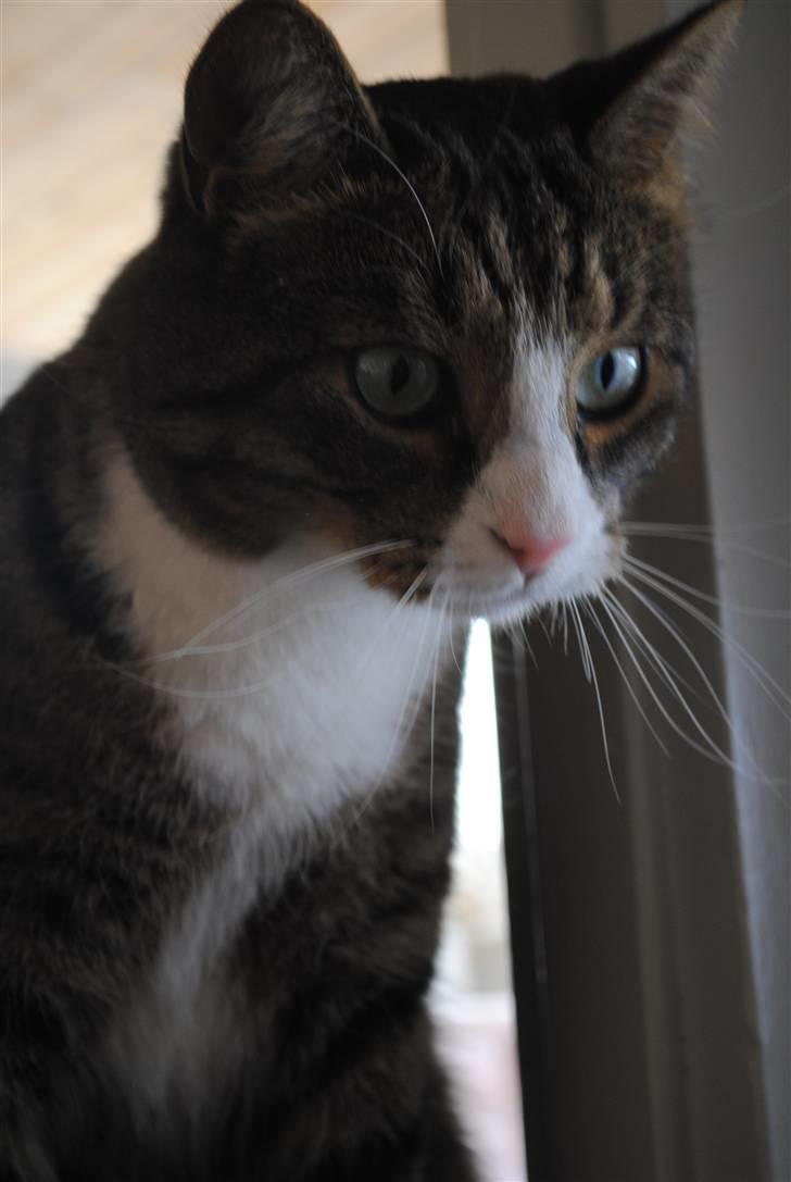 Huskat Tvist billede 9