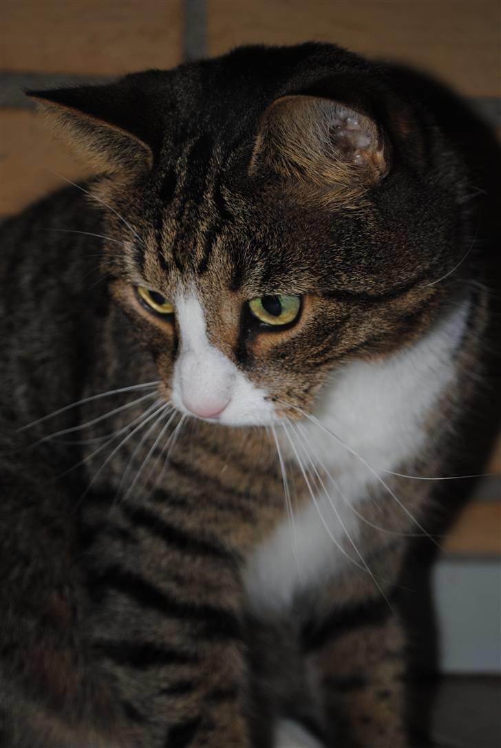 Huskat Tvist billede 10