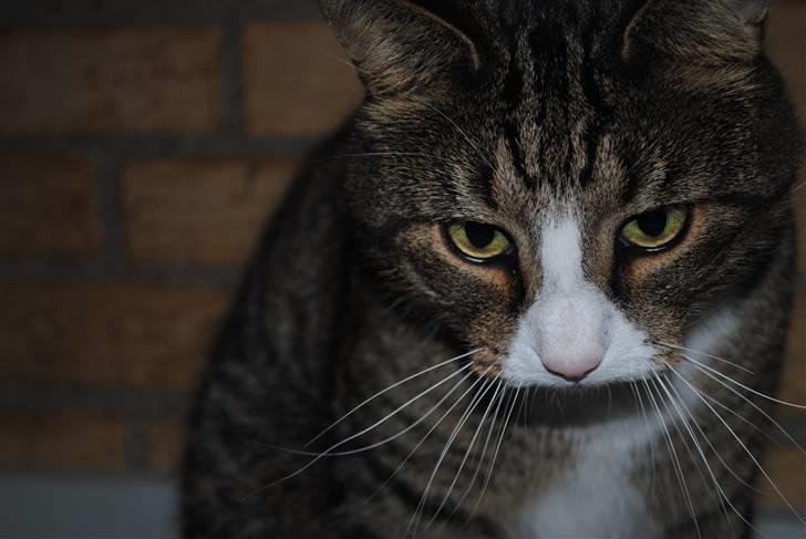 Huskat Tvist billede 11