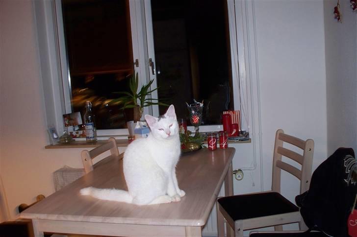 Huskat Noob - Den kære ballademager .. billede 12