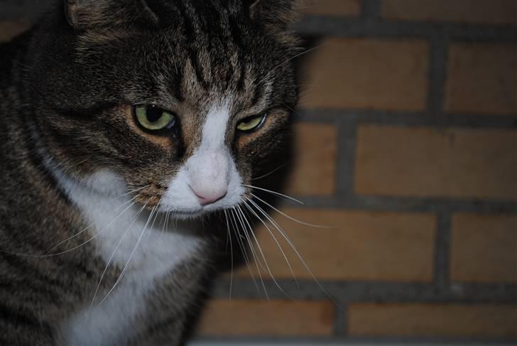 Huskat Tvist billede 12