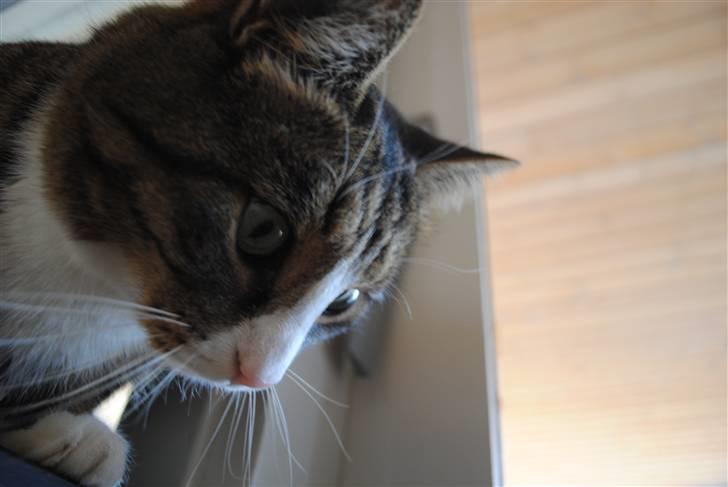 Huskat Tvist billede 13