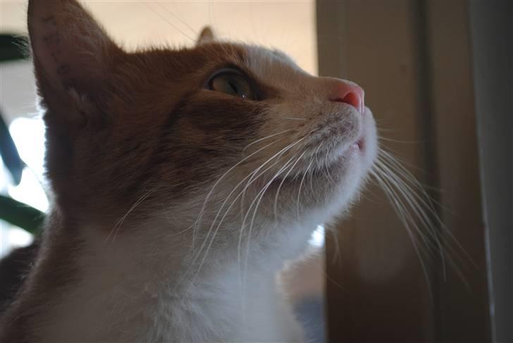 Huskat Eddie billede 7