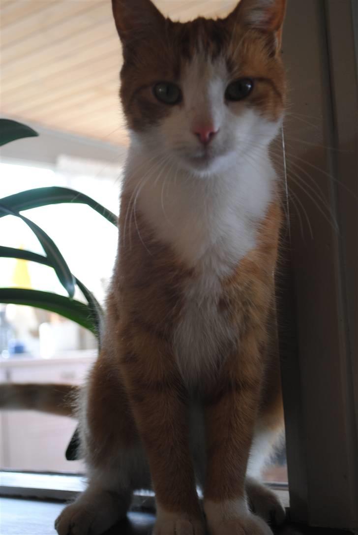 Huskat Eddie billede 8