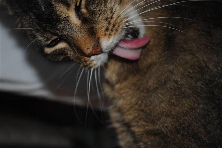 Blanding af racer Oliver billede 7