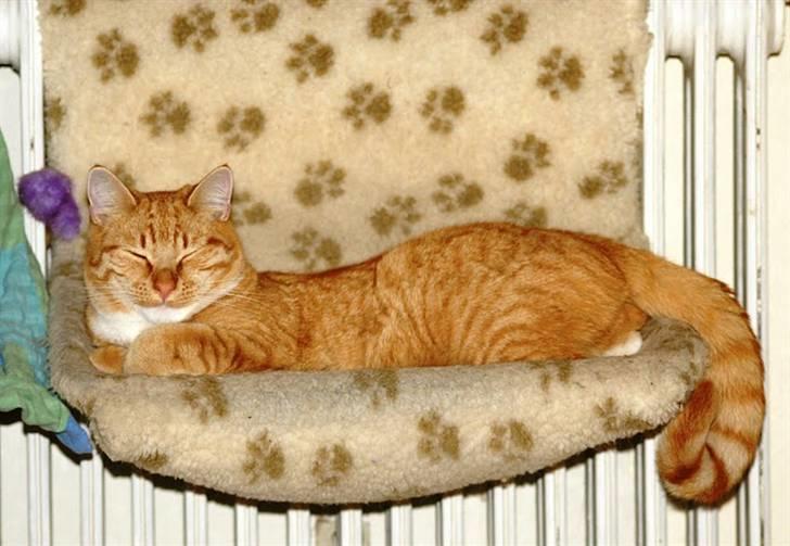 Huskat Røde Lasse Døllehus - Foto: Maria Børresen billede 1