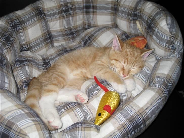 Huskat Røde Lasse Døllehus - Dølle som lille bitte. Dengang var hans kurv alt for stor, det er den ikke længere :-) billede 2