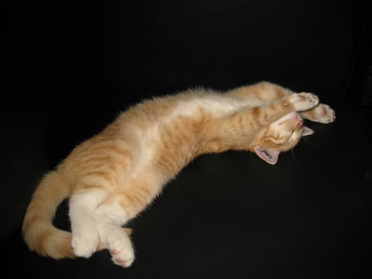 Huskat Røde Lasse Døllehus - Lille og lækker billede 3