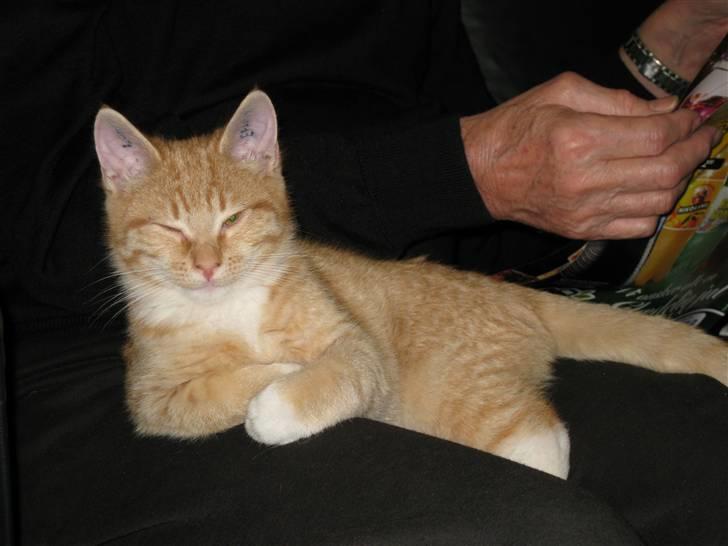 Huskat Røde Lasse Døllehus billede 4