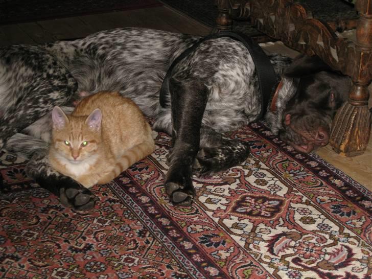 Huskat Røde Lasse Døllehus - Dølle har siden han var helt lille været helt vild med hunden Svendsen. billede 5