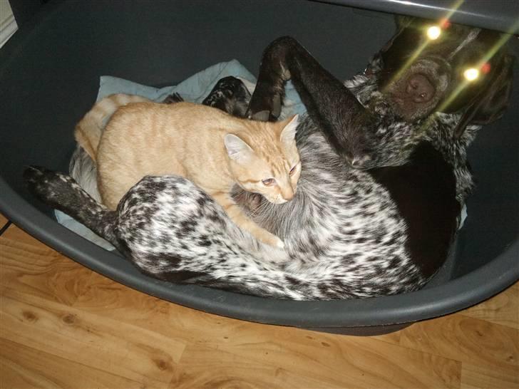 Huskat Røde Lasse Døllehus - Da Tulle mis ikke gad lægge patter til længere, måtte man nøjes med Svendsen, hvilket han gør endnu. billede 6