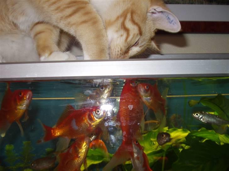 Huskat Røde Lasse Døllehus - Dølle er vild med fisk - altså akvariefisk :-) billede 7