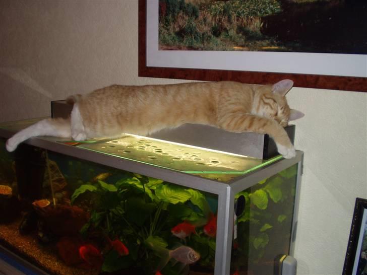 Huskat Røde Lasse Døllehus - De er også gode at sove på. billede 9