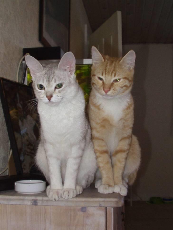 Huskat Røde Lasse Døllehus - Bianca er noget ganske særligt. Her er de, hvor han er 6 mdr gammel og hun 2 mdr. ældre. Dengang var de lige store. billede 10