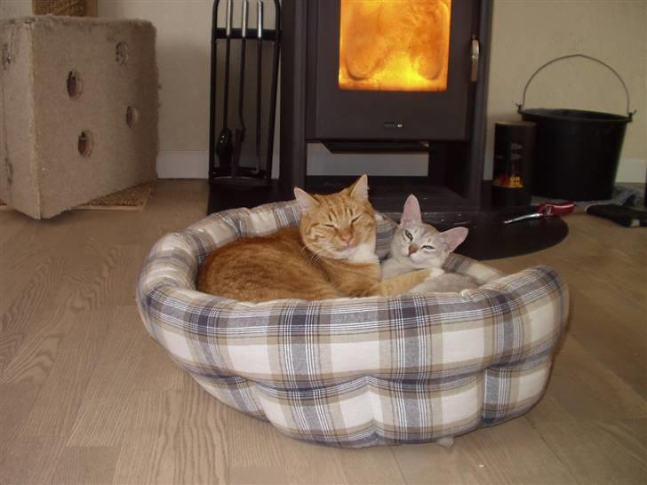 Huskat Røde Lasse Døllehus - Nu er Dølle næsten dobbelt så stor, men han synes stadigt hun er den dejligste :-) billede 11