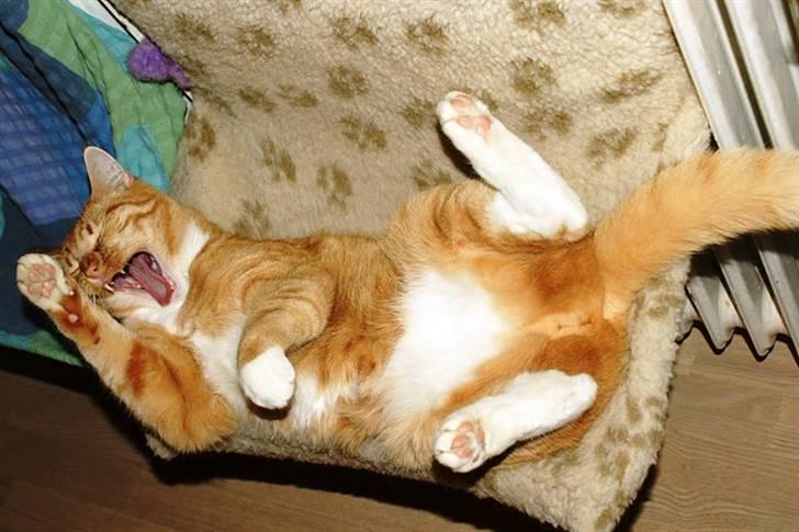 Huskat Røde Lasse Døllehus - Dølle griner af en mormor vittighed :-) billede 12