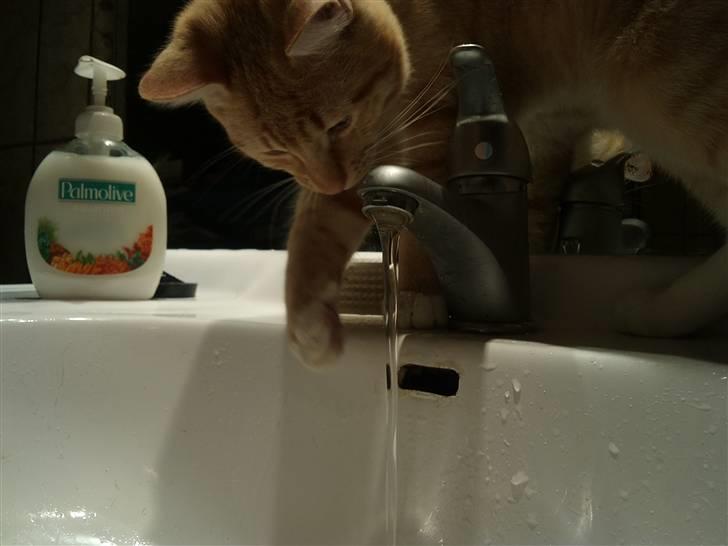 Huskat Røde Lasse Døllehus - Dølle er også ret vild med vand. billede 13