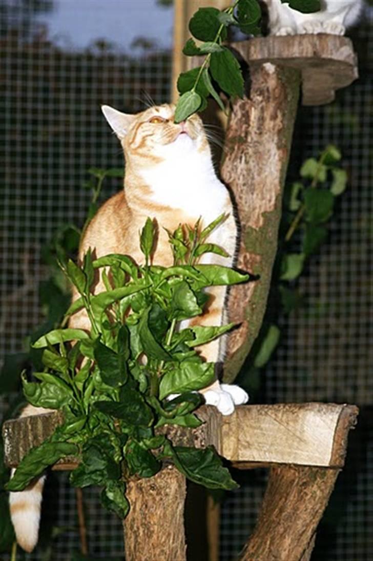 Huskat Røde Lasse Døllehus - Foto: Maria Børresen billede 14