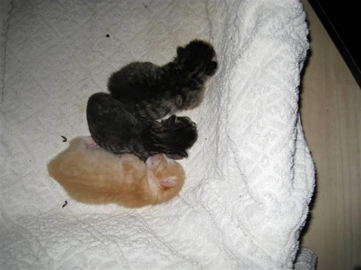 Huskat Røde Lasse Døllehus - 9. september 2009 Dølle, Ingolf (Cirkeline) og Jason (Ronja) er lige blevet født. billede 15