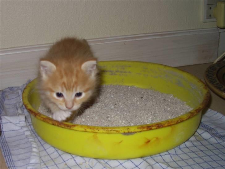 Huskat Røde Lasse Døllehus - Første tur på bakken. Dygtig misser :-) billede 16