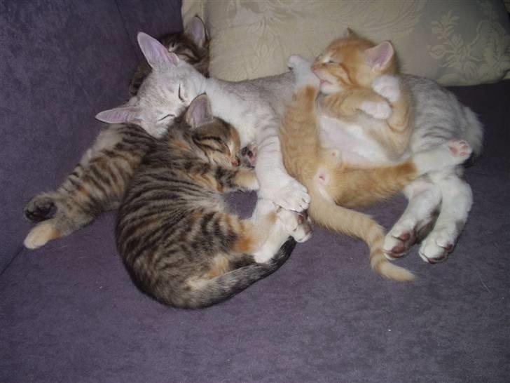 Huskat Røde Lasse Døllehus - Jo, den er god nok, det er en hankat :-) billede 17