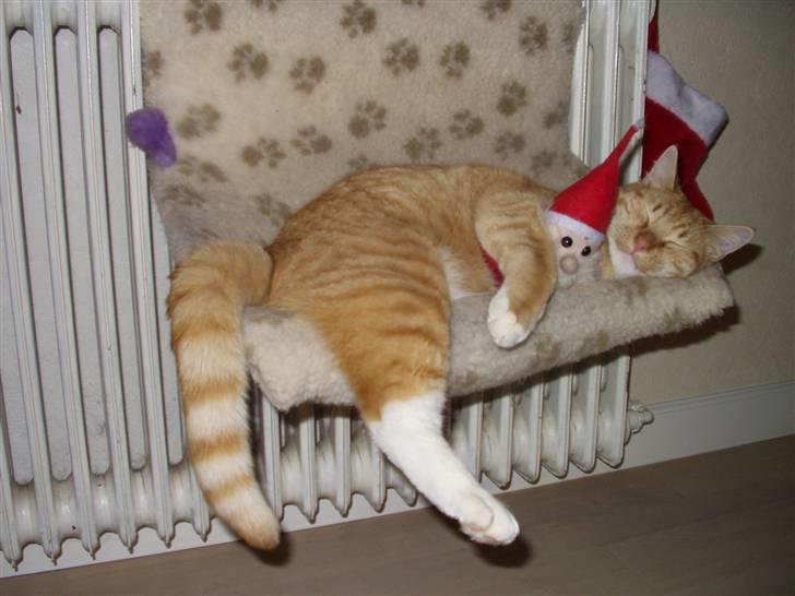 Huskat Røde Lasse Døllehus - 24. December 2010. Dølle er træt efter en lang juleaften :-) billede 18