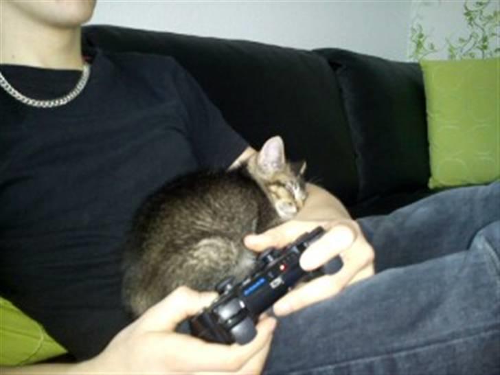 Huskat Sylvester - Spiller playstation med far :) billede 2