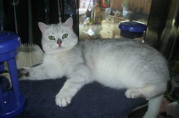 British Shorthair Bakus/Billie billede 16