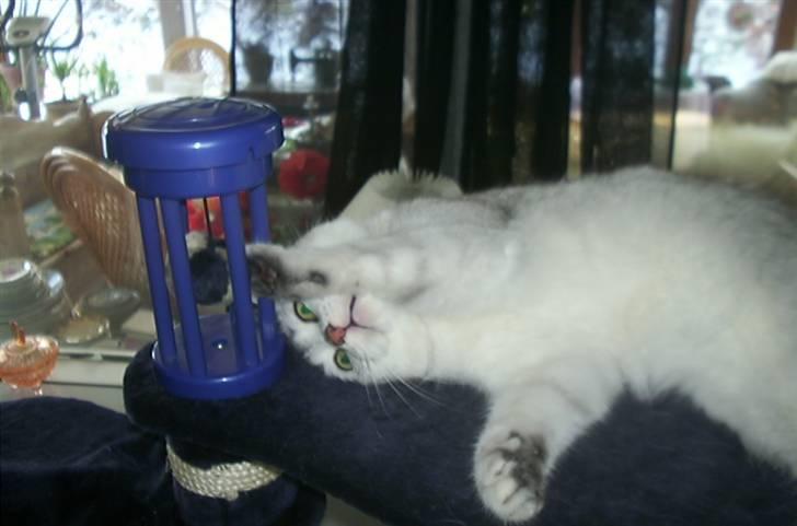 British Shorthair Bakus/Billie billede 17