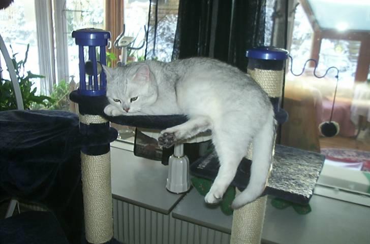 British Shorthair Bakus/Billie billede 18