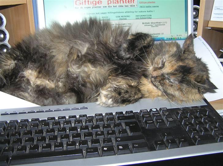 Norsk Skovkat Coco billede 10