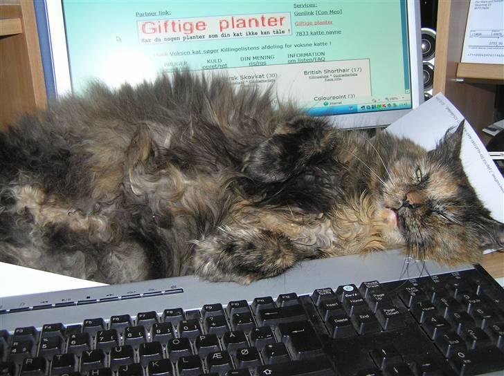 Norsk Skovkat Coco billede 11