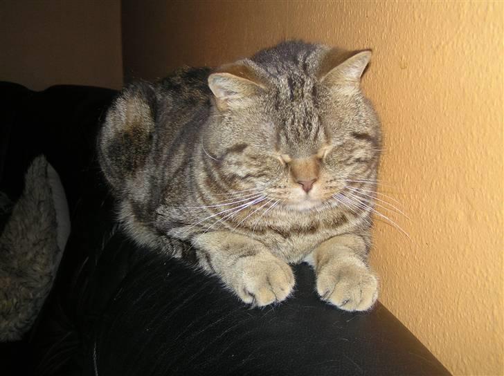 British Shorthair Sölvi billede 11