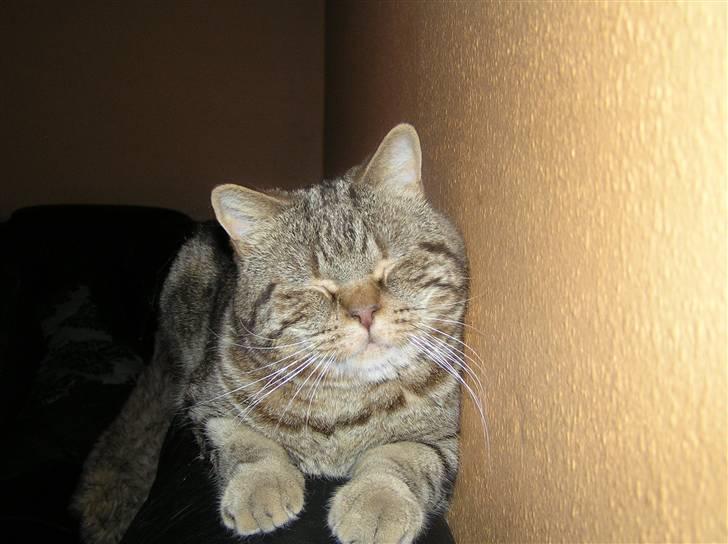 British Shorthair Sölvi billede 12