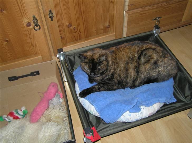 Blanding af racer Mille billede 5