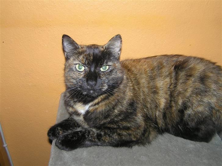 Blanding af racer Mille billede 6